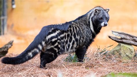 Civet 